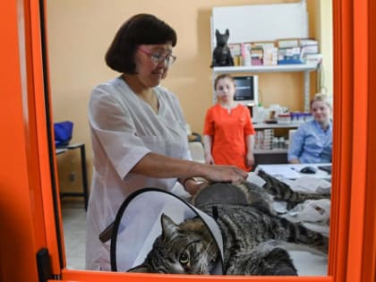 Почему не стоит мыть кошек: мнения ветеринаров