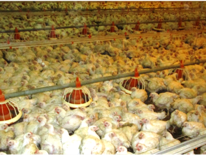 Грипп птиц остается угрозой для птицеводства Тюменской области