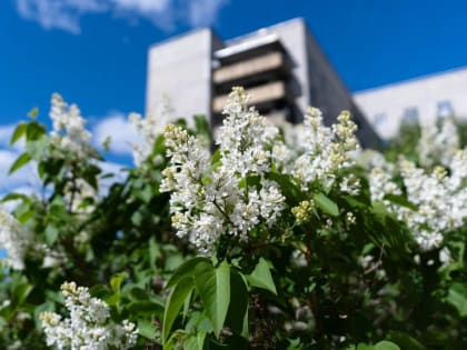 Какая погода будет летом в Тюменской области