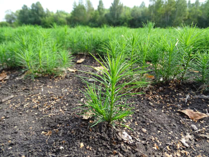 Тюменская область в 2022 году перевыполнила план по лесовосстановлению