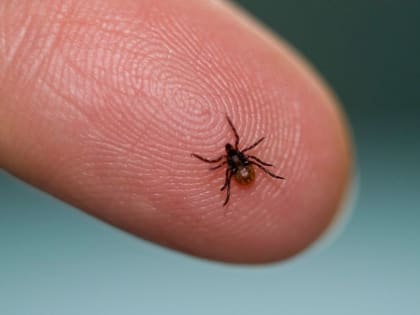 В мае в Тюменской области ожидается наибольшая активность клещей