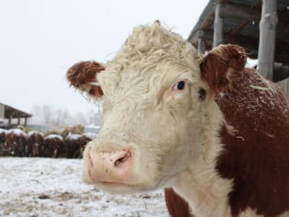 В Тобольском районе для поддержки сельских кооперативов приобретут молоковозы и охладители