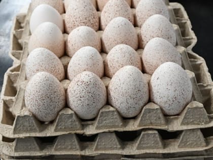 Тюменская область сделала еще один шаг по снижению зависимости от импортных поставок инкубационного яйца