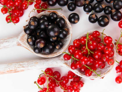 Как растить смородину