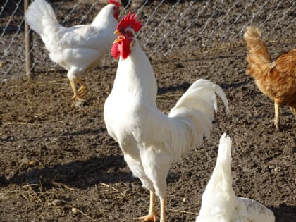 Управление Россельхознадзора обращает внимание на необходимость профилактики гриппа птиц.