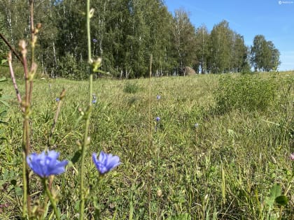За неделю в Тюменской области от клещей пострадало 140 человек