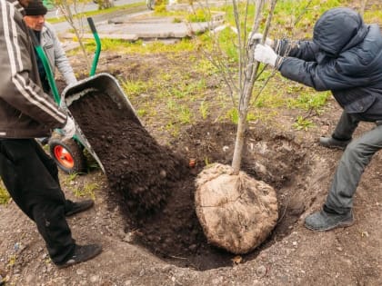 Около десяти тысяч деревьев высадят в Тюмени в 2019 году