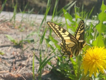Вторник в Тюмени будет солнечным и жарким