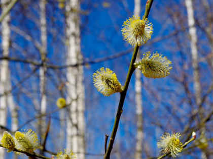 В среду в Тюмени вновь будет очень тепло
