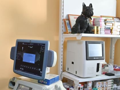 Продажу четырех ветеринарных препаратов приостановили в Тюменской области