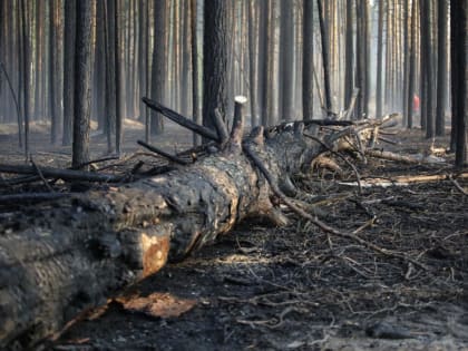 За сутки в Тюменской области ликвидировано 2 лесных пожара
