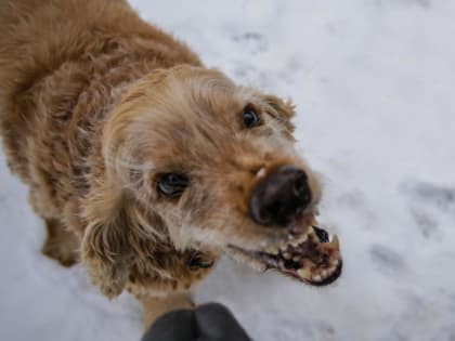 На территории тюменской деревни ввели карантин по бешенству животных