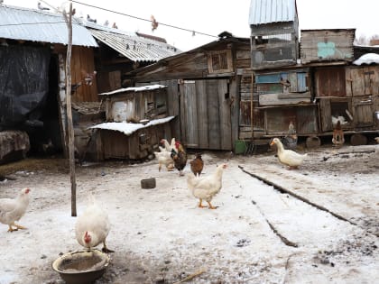 Грипп птиц опасен для человека
