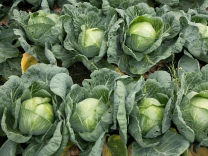 Тюменцам рассказали, как сохранить урожай на длительный срок