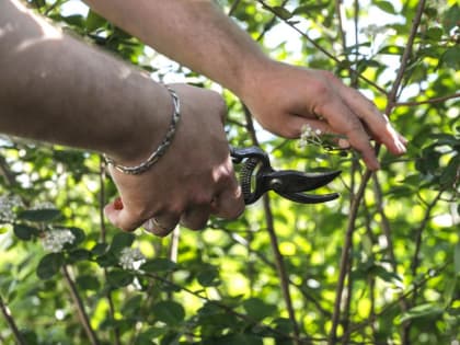 Опытный садовод советует тюменцам в июле подкормить плодовые кустарники