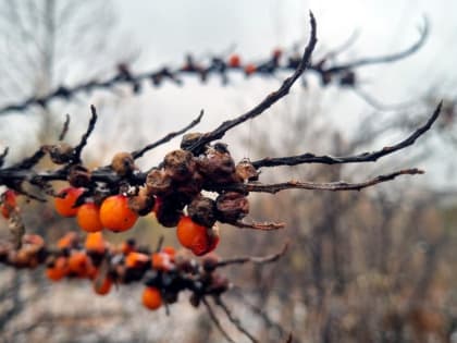 Когда в Тюмени закончится аномально теплая погода