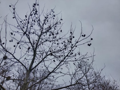 В Тюмени 13 апреля прогнозируют пасмурную погоду