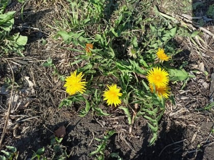 Первая неделя мая в Тюмени ожидается по-летнему жаркой