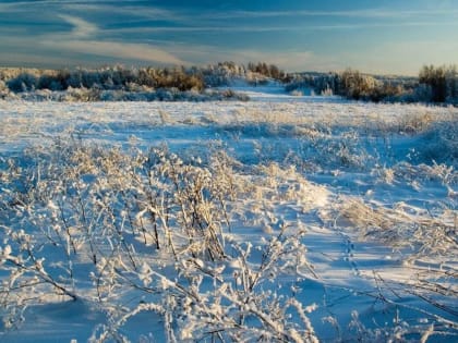 Более 208 гектаров заброшенных сельхозземель выявили в Ялуторовском районе
