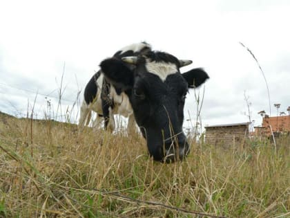 Более 170 тыс. тонн кормов планирует заложить на хранение тюменский молочный комплекс