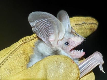 Новый вид паразитического гамазового клеща описали в Тюменском медицинском университете