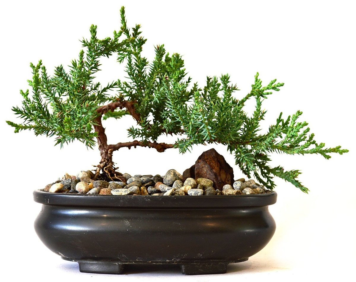 Bonsai Tree Zen Juniper Little Live Nature Japanese Pot Indoor Plant Desk New 797734699852 Ebay