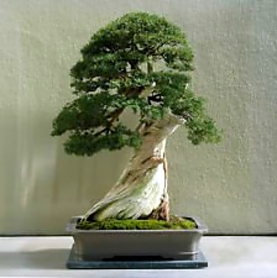 Utah Juniper Bonsai Tree Indoors Decoration 15 Seeds ...