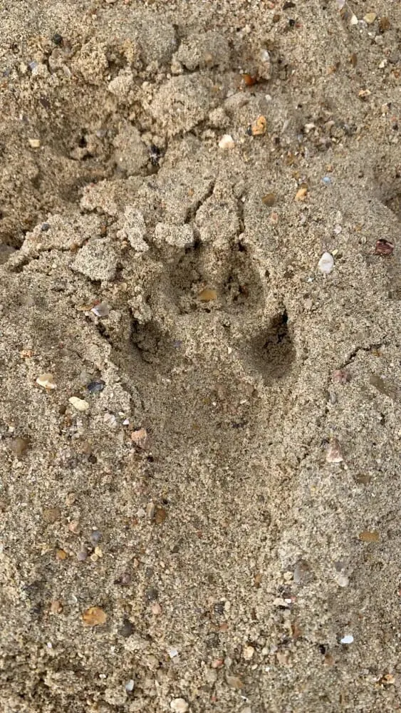 comment-reconna-tre-les-terriers-du-renard