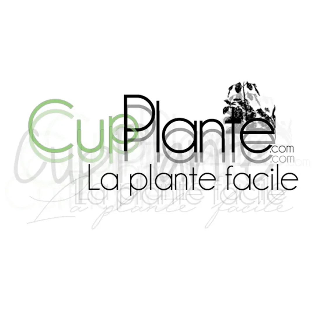 CupPlante