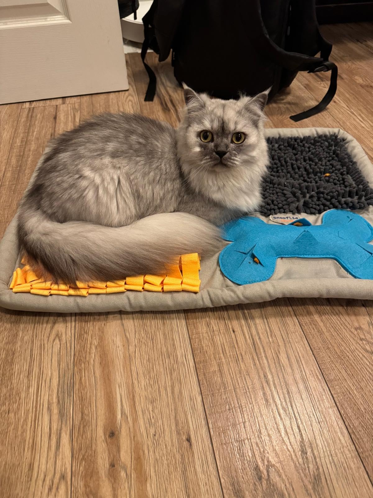 Cat resting on the snuffle mat