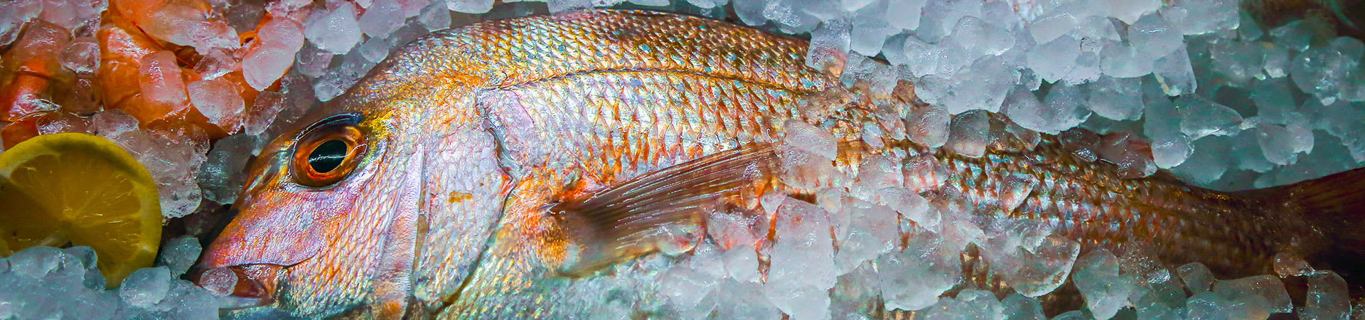 Fresh Fish Availability in Pennsylvania | Adelphia Seafood, Pennsylvania