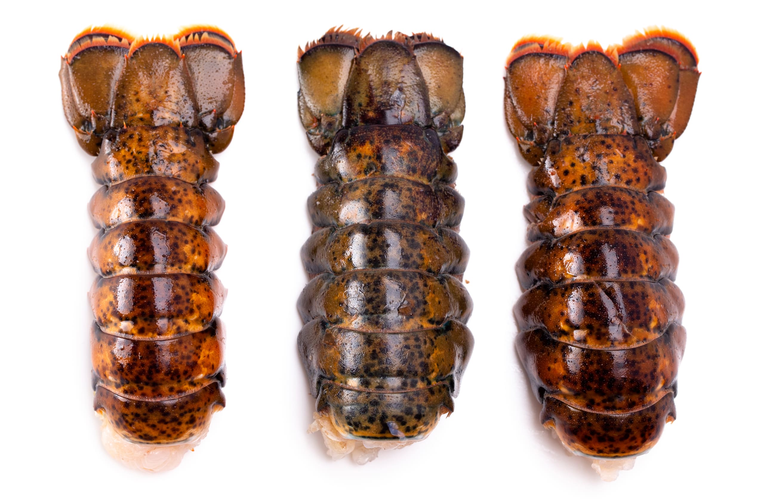 7/8 oz MAINE LOBSTER TAIL