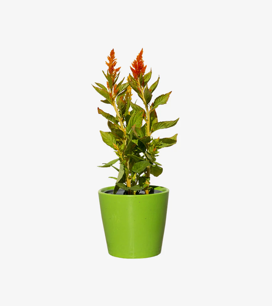 Selected native tree