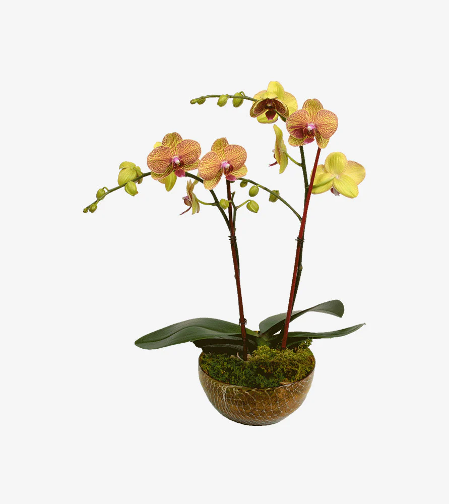 Avenue Plantation Project - Ring Road gallery