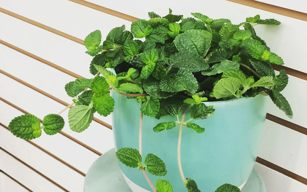 Corporate Campus Greening - EcoTech Park gallery