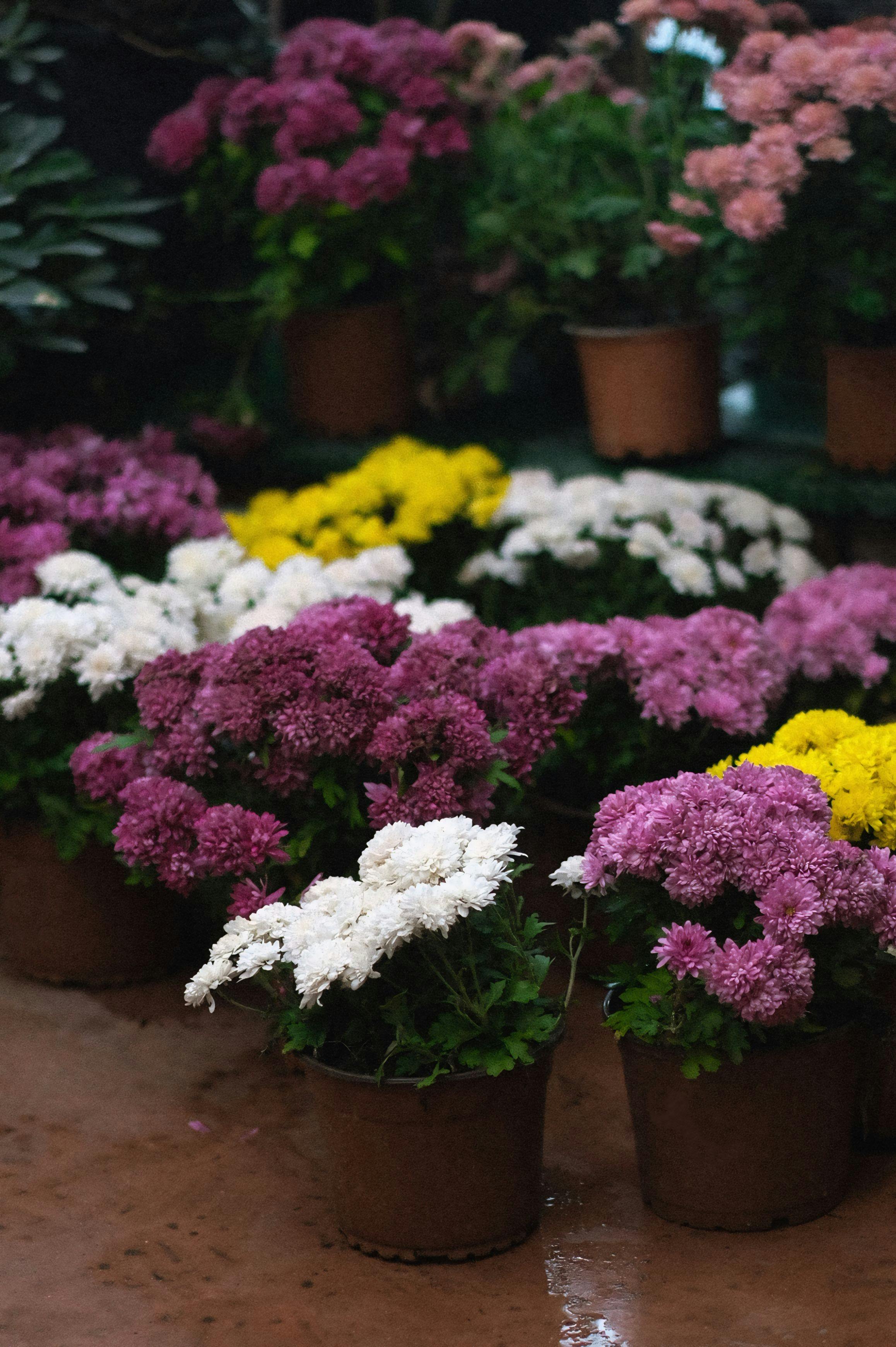 Flowering Plants