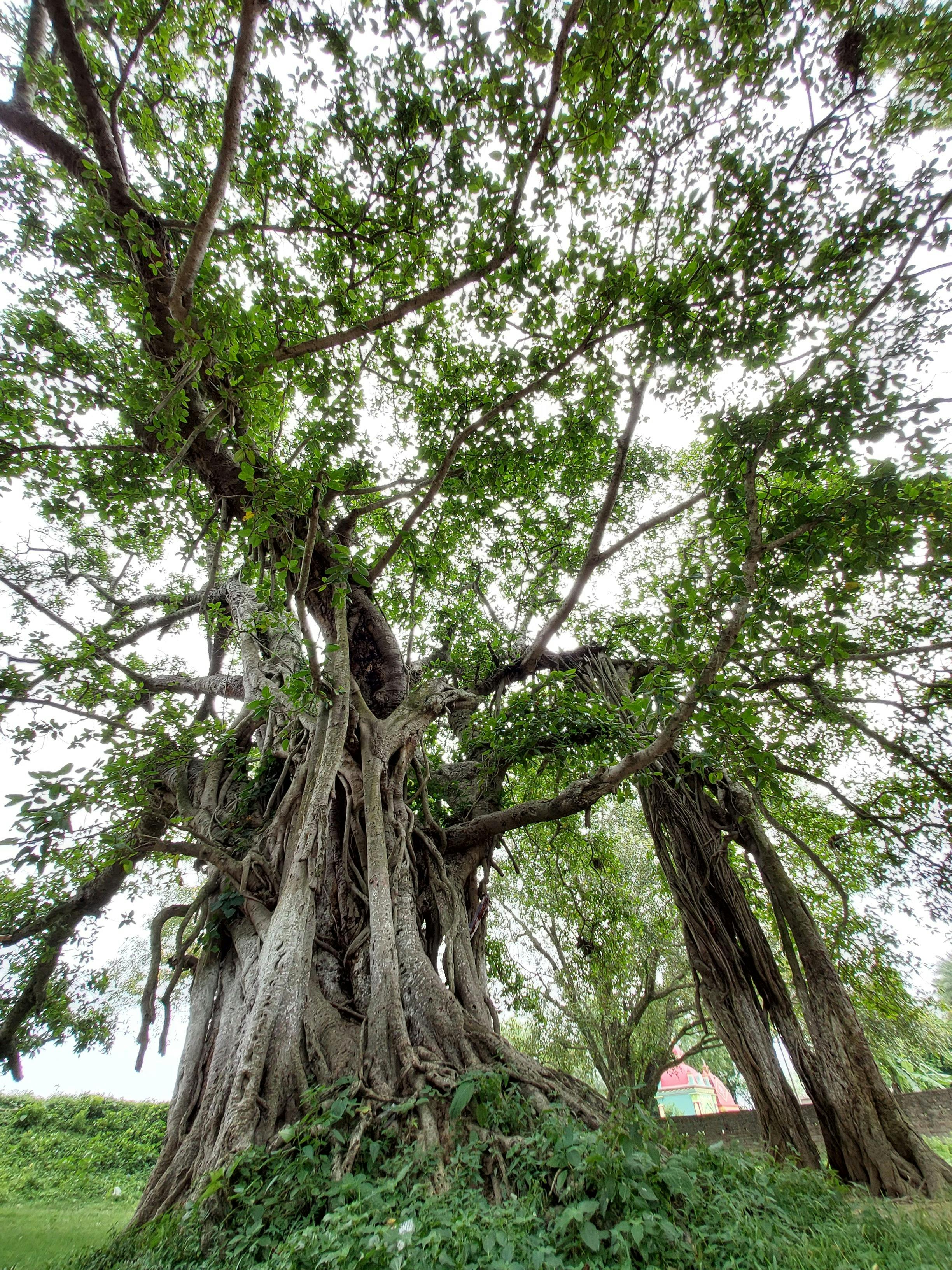 Selected native tree