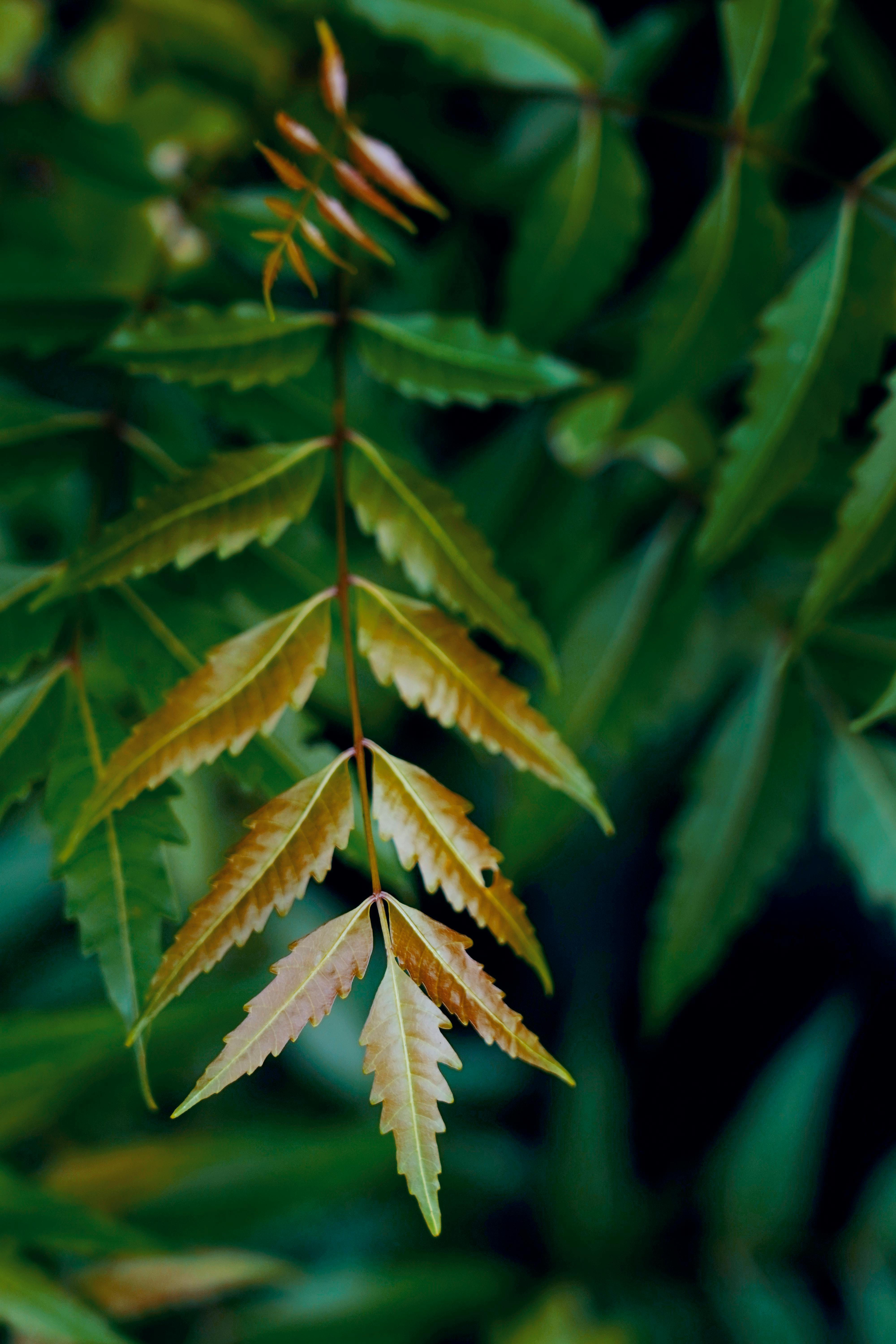 Selected native tree