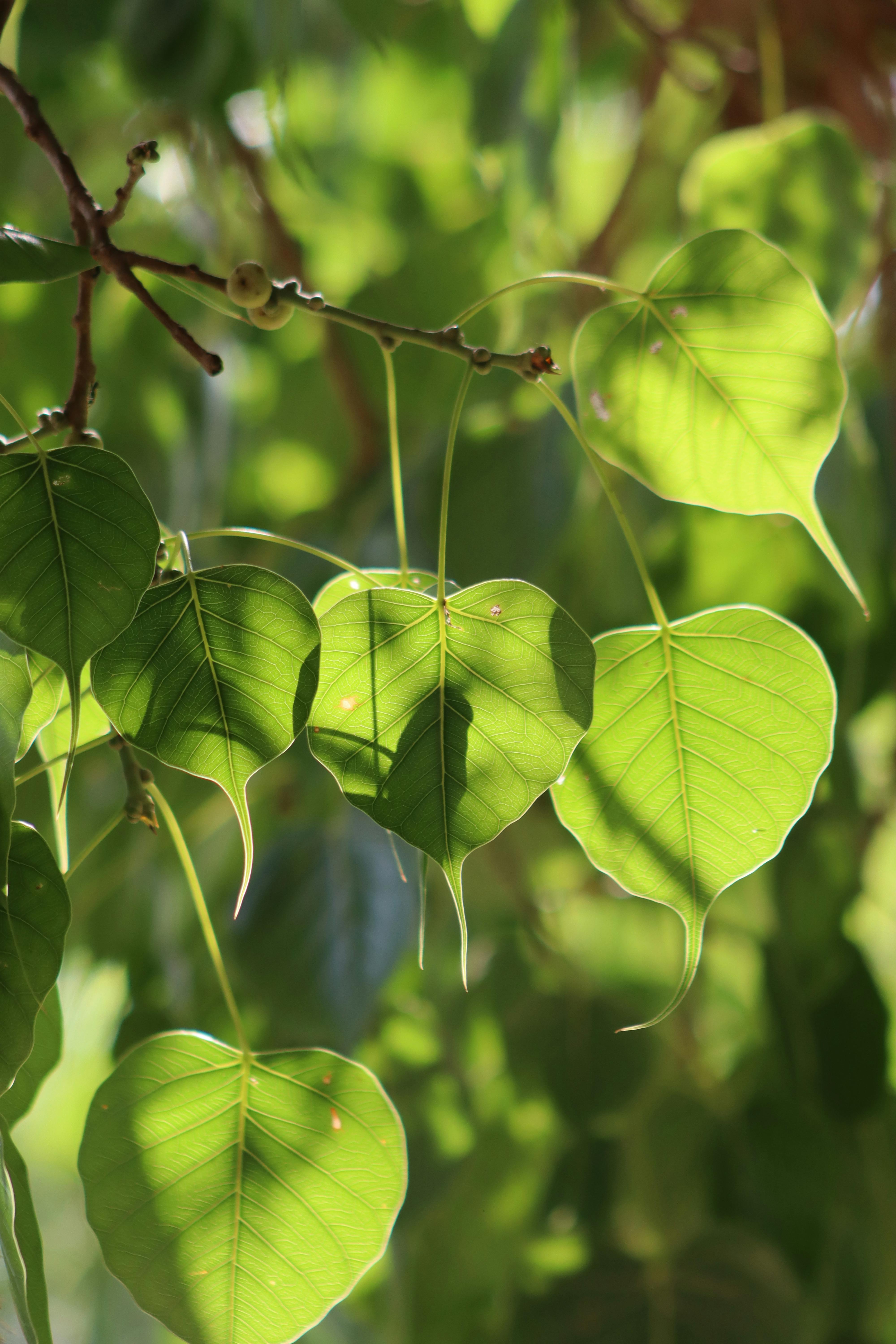 Selected native tree