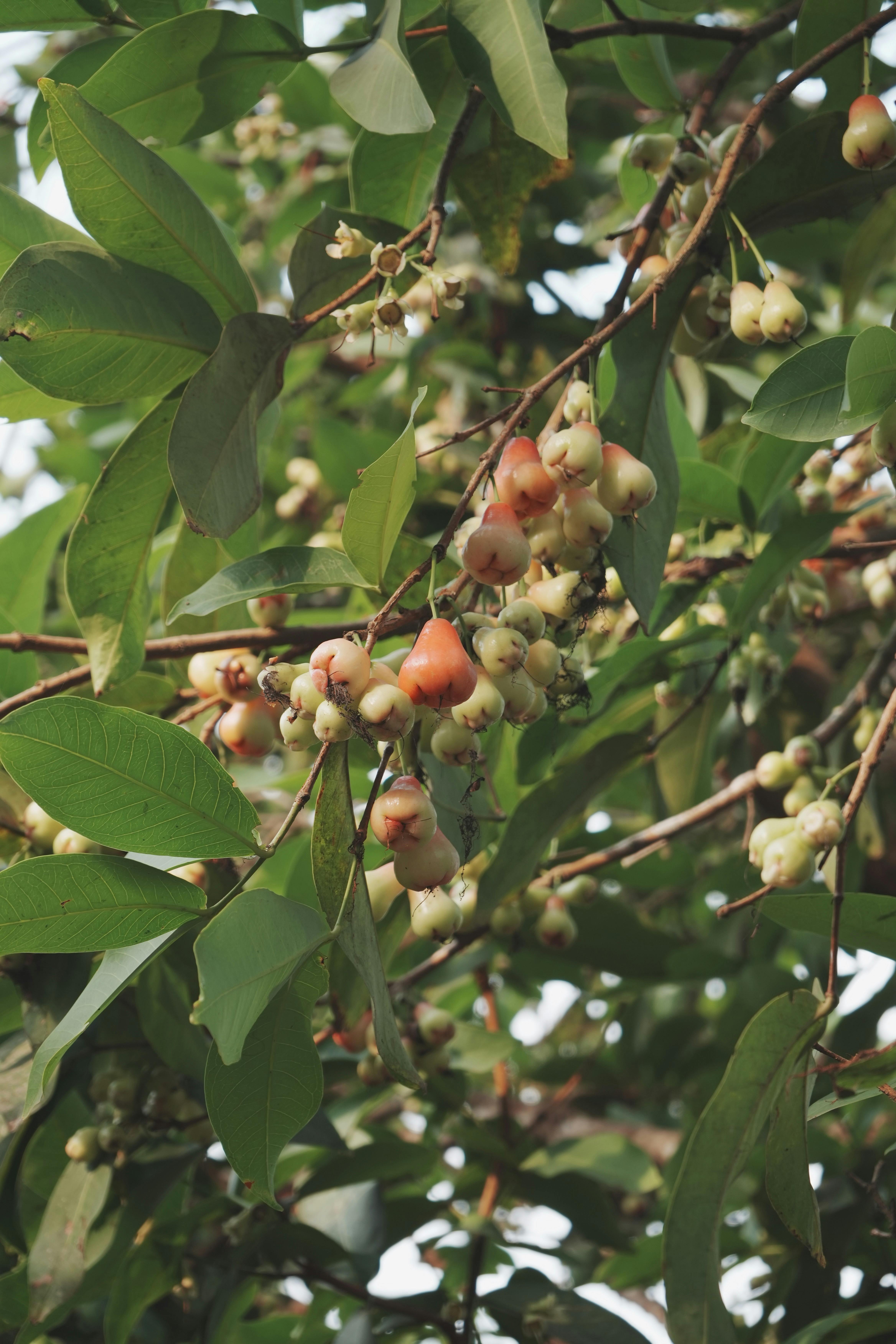 Selected native tree