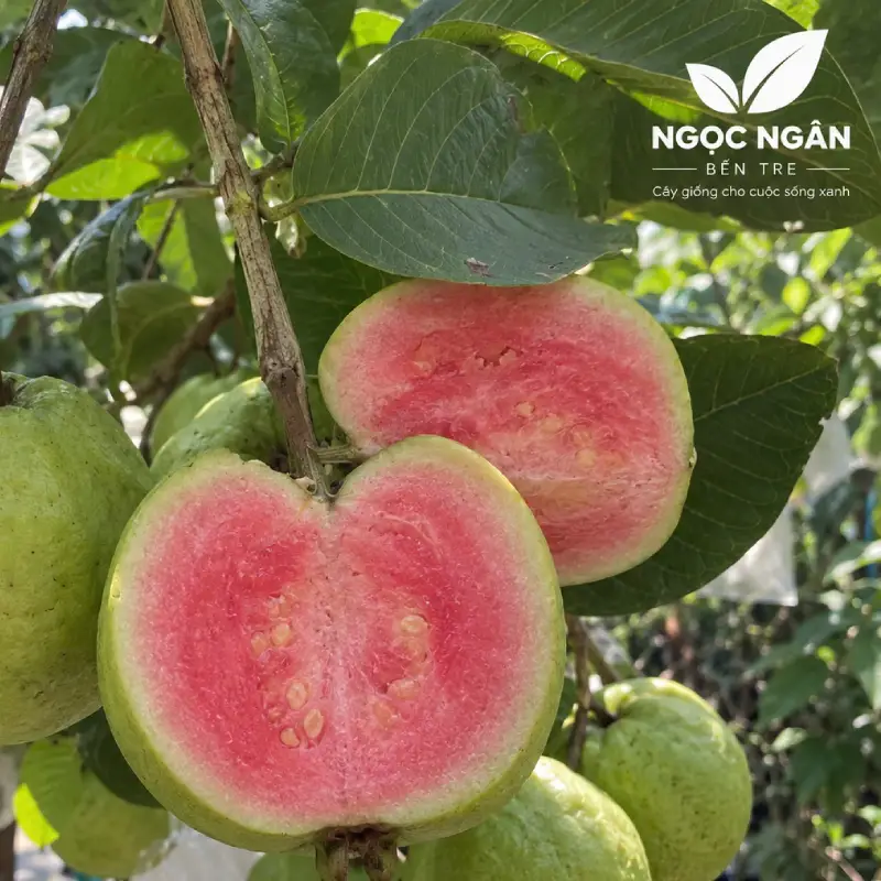Ruby guava — thick flesh blushed pink to red