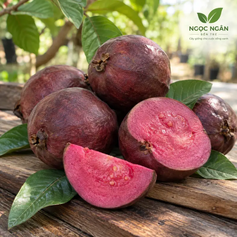 Malaysian purple guava — purple skin and purple core with crunchy flesh