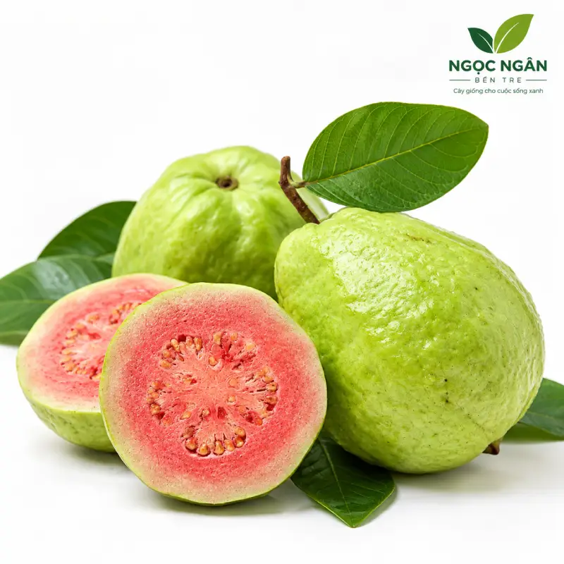 Xá lị guava — green skin with a slightly pear-like shape