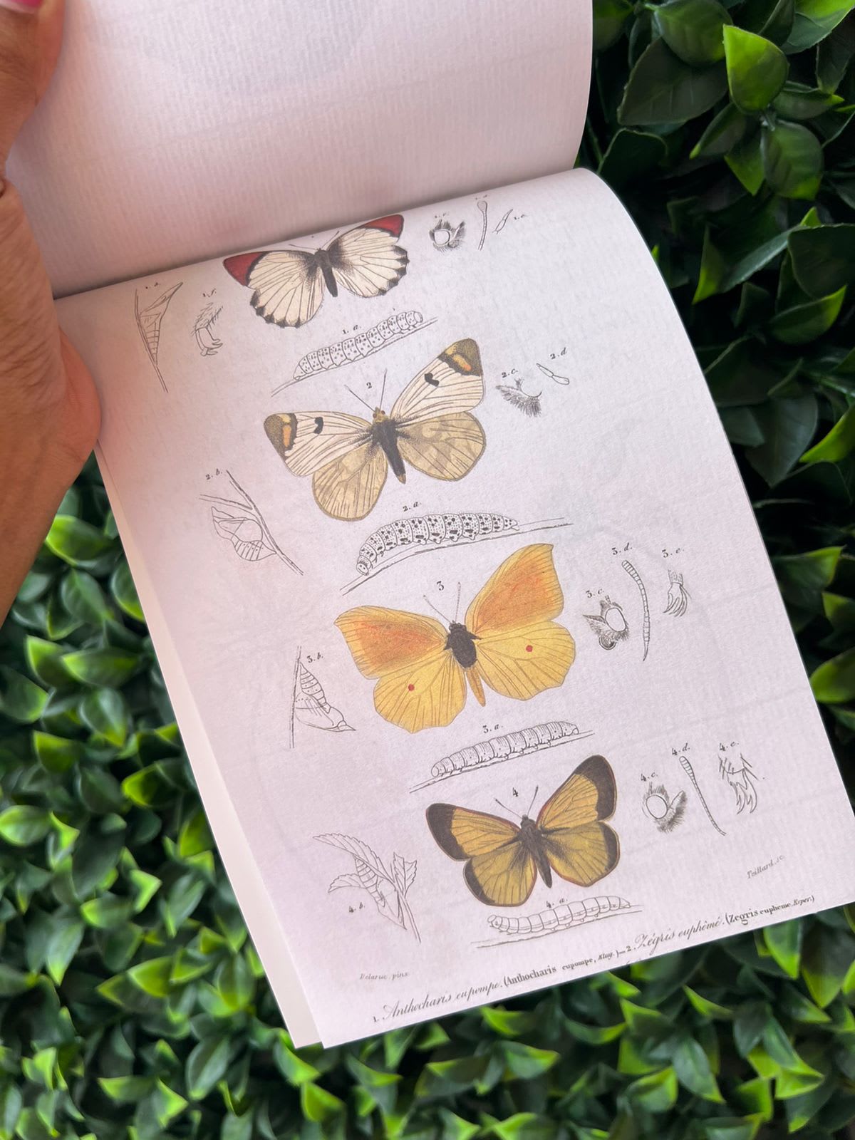 Imagen principal del producto