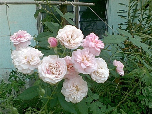bunga ros florabunda