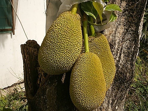 nangka / jackfruits Artocarpus heterophyllus