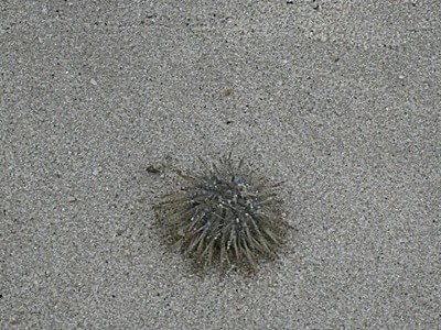 landak laut / sea urchin