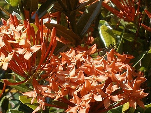 bunga jejarum / ixora