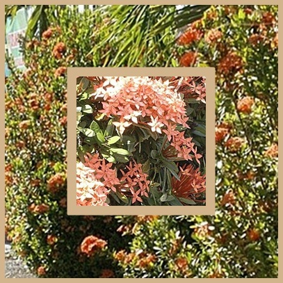 bunga jejarum / ixora