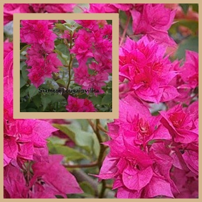 Siamese bougainvilleas
